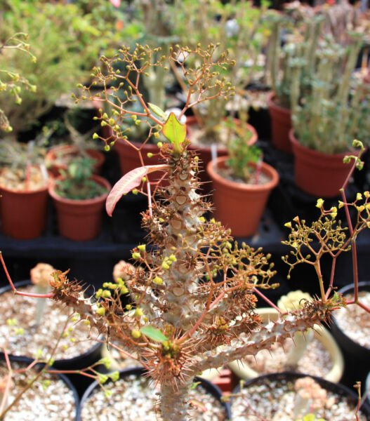 Euphorbia Sp Nova Aff Perrieri Exotic Madagascar Rare Bonsai Cacti Seed 5 Seeds Fresh Garden