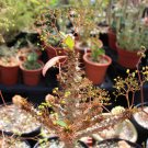 Euphorbia Sp Nova Aff Perrieri Exotic Madagascar Rare Bonsai Cacti Seed 5 Seeds Fresh Garden