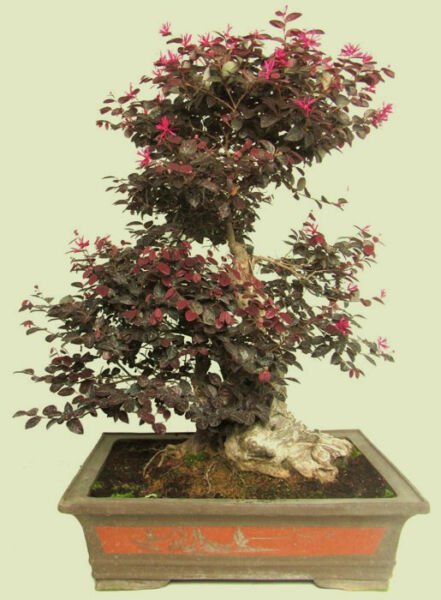 Loropetalum Chinense Var. Rubrum 'Daruma' Exotic Bonsai Rare Plant Seed 5 Seeds Fresh Garden