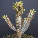 Euphorbia Iharanae Exotic Color Madagascar Rare Bonsai Blue Cacti Seed 5 Seeds Fresh Garden