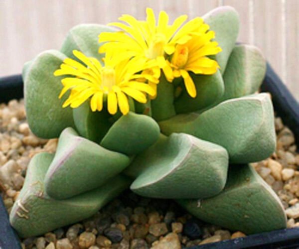 Bijlia Dilatata "Prince Albert" Rare Living Stones Mesembs Rock Seed 15 Seeds Fresh Garden