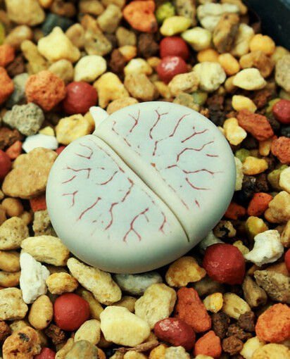 Lithops Gracilidelineata Living Stones Exotic Rock Ice Plant Rare Seed 50 Seeds Fresh Garden