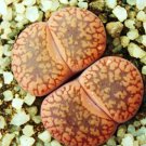 L. Aucampiae Storms Snowcap Rare Mesembs Succulents Living Stones Seed 15 Seeds Fresh Garden