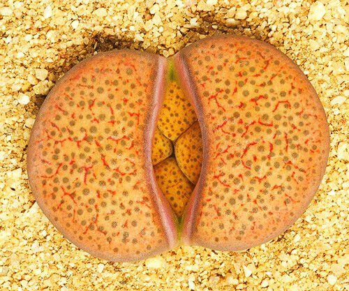 Lithops Fulviceps C170 Living Stones Rare Scculent Rock Mesembs Seed 15 Seeds Fresh Garden