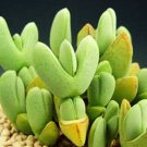 Antimima Turneriana Exotic Ice Plant Rare Ruschia Cactus Mesembs Seed 15 Seeds Fresh Garden