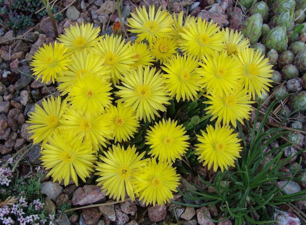 Bergeranthus Jamesii Rare Mesemb Exotic Ice Plant Succulent Cactus Seed 20 Seeds Fresh Garden