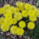Bergeranthus Jamesii Rare Mesemb Exotic Ice Plant Succulent Cactus Seed 20 Seeds Fresh Garden