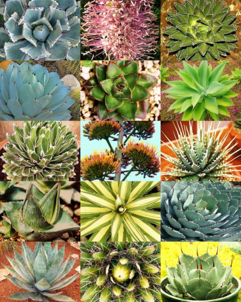 Agave Variety Mix Rare Plant Exotic Desert Succulent Landscape 30 Seeds Fresh Garden