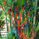 Chamaedorea Seifrizii Bamboo Palm Reed Palms Ornamental Home Plant Seed 25 Seeds Fresh Garden