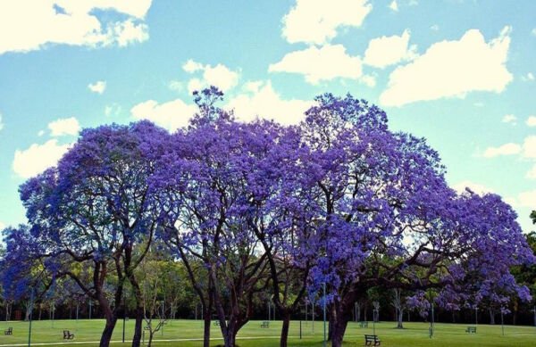 Jacaranda Cuspidifolia Blue Rare Flowering Trumpet Tree Flamboyan Seed 10 Seeds Fresh Garden