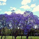 Jacaranda Cuspidifolia Blue Rare Flowering Trumpet Tree Flamboyan Seed 10 Seeds Fresh Garden