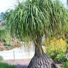 Beaucarnea Recurvata Rare Elephant Foot Ponytail Palm Caudex Bonsai 100 Seeds Fresh Garden