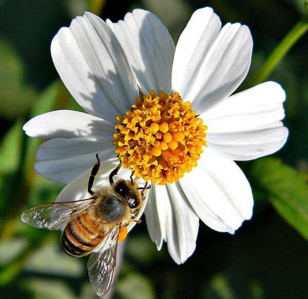 Spanish Needles Bidens Pilosa Romerillo Medicinal Butterflies 200 Seeds Fresh Garden