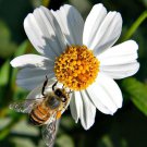Spanish Needles Bidens Pilosa Romerillo Medicinal Butterflies 200 Seeds Fresh Garden
