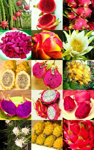 Dragon Fruit Mix Edible Fruits Hylocereus Undatus Fragrant Cactus Seed 200 Seeds Fresh Garden