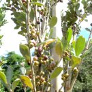 Red Stopper Eugenia Rhombea Florida Native Wild Bird Tree Bonsai Seed 50 Seeds Fresh Garden