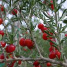 Lycium Carolinianum Florida Native Tree Christmas Berry Bonsai Seed 10 Seeds Fresh Garden