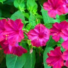 Four O'Clock Mirabilis Jalapa Maravilla Flowering Butterflies 25 Seeds Fresh Garden