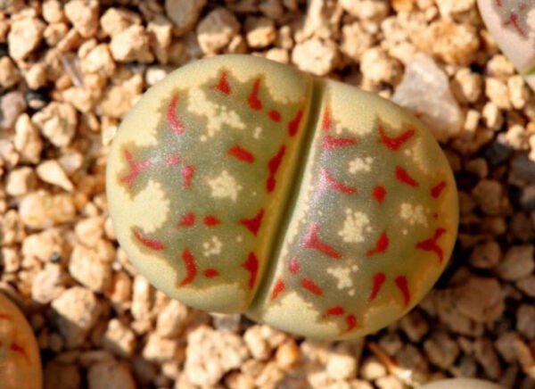 Lithops Dorotheae Zorro Exotic Living Stone Rock Ice Peable Cacti Seed 50 Seeds Fresh Garden