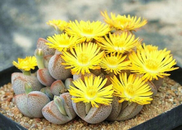 Dinteranthus Microspermus Puberulus Mesembs Living Stone Cacti Seed 20 Seeds Fresh Garden