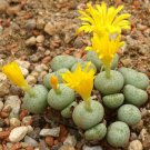 Conophytum Flavum Ssp Novicium Exotic Living Stones Mesemb Cacti Seed 15 Seeds Fresh Garden