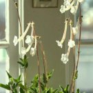 Sinningia Tubiflora Rare Succulent Exotic Caudex African Violet Seed 20 Seeds Fresh Garden