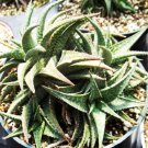 Aloe Cultivar Firebird Exotic Hybrid Rare Color Succulent Cacti Seed 10 Seeds Fresh Garden
