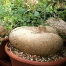 Iberbillea Lindheimeri Rare Cauduciform Caudex Bonsai Vine Climber Seed 5 Seeds Fresh Garden