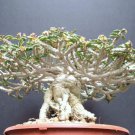 Euphorbia Capsaintemariensis Exotic Madagascar Bonsai Caudex Cacti Seed 5 Seeds Fresh Garden