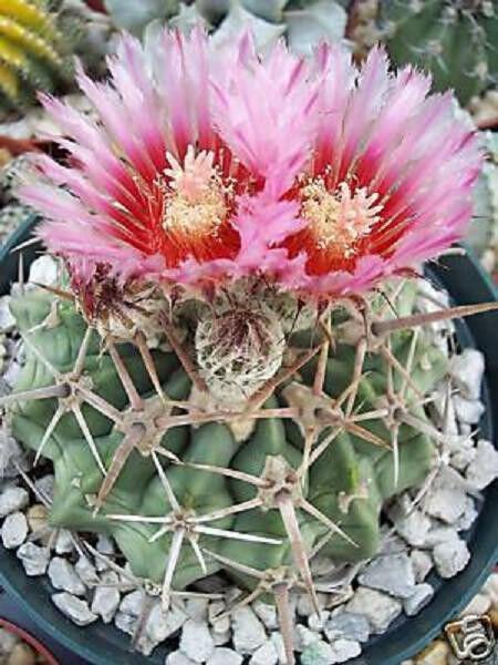 Homalocephala Texensis Exotic Desert Barrel Cactus Horse Crippler Seed 50 Seeds Fresh Garden