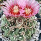 Homalocephala Texensis Exotic Desert Barrel Cactus Horse Crippler Seed 50 Seeds Fresh Garden