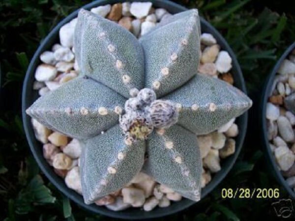 Astrophytum Multicostatum 6 Ribs Myriostigma Exotic Rare Cactus Seed 50 Seeds Fresh Garden