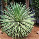 Agave Angustifolia Variegated Exotic Succulent Rare Cactus Seed Plant 30 Seeds Fresh Garden