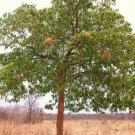 Swietenia Mahogani Mahogany Timber Big Tree Bonsai Rare Hard Wood Seed 15 Seeds Fresh Garden