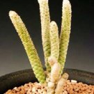 Avonia Albissima Exotic Succulent Rare Cactus Anacampseros Plant Seed 50 Seeds Fresh Garden