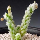 Avonia Recurvata Exotic Succulent Rare Cactus Anacampseros Plant Seed 50 Seeds Fresh Garden