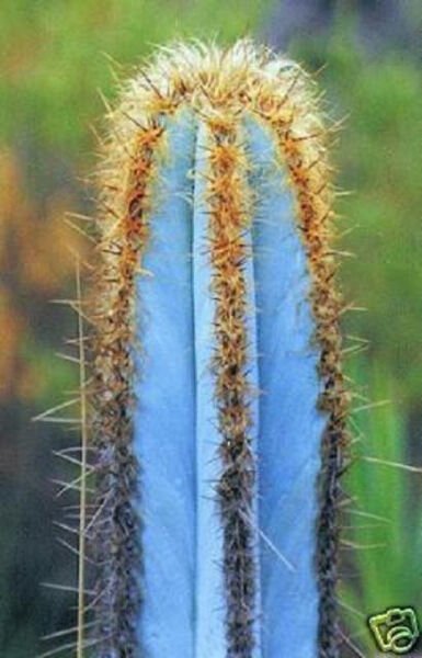 Pilosocereus Purpureus J Exotic Color Columnar Rare Cacti Cactus Seed 10 Seeds Fresh Garden