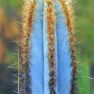 Pilosocereus Purpureus J Exotic Color Columnar Rare Cacti Cactus Seed 10 Seeds Fresh Garden