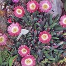 Cephalophyllum Caespitosum Mesembs Rare Living Stone Rock Cactus Seed 50 Seeds Fresh Garden