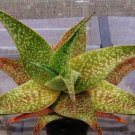 Aloe Deltoideodonta Exotic Color Hybrid Succulent Rare Agave Cacti Seed 50 Seeds Fresh Garden