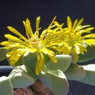 Bijlia Cana Living Stones Exotic Rare Mesembs Rock Cactus Caudex Seed 100 Seeds Fresh Garden