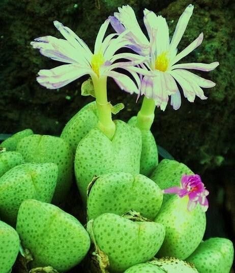 Conophytum Ernianum Rare Mesemb Exotic Semi Rock Living Stones Seeds 15 Seeds Fresh Garden