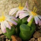 Conophytum Limpidum Rare Mesemb Exotic Semi Rock Living Stones Seeds 30 Seeds Fresh Garden