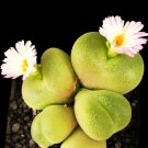 Conophytum Subfenestratum Rare Mesemb Exotic Semi Living Stones Seeds 100 Seeds Fresh Garden