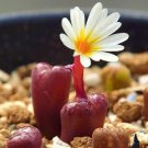 Conophytum Pellucidum Rare Mesemb Exotic Seed Succulent Living Stones 30 Seeds Fresh Garden
