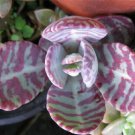 Kalanchoe Humilis Exotic Color Rare Succulents Cactus Cacti Semi Seed 100 Seeds Fresh Garden