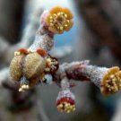 Euphorbia Platyclada Exotic Rare Succulent Cactus Caudex Cacti Seed 10 Seeds Fresh Garden