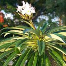 Pachypodium Lamerei Madagascar Palm Rare Succulents Caudex Cacti Seed 10 Seeds Fresh Garden