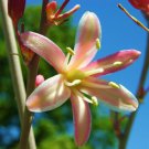 Hesperaloe Campanulata J Exotic Succulent Rare Bell Flower Yucca Aloe 10 Seeds Fresh Garden
