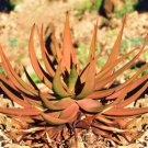 Aloe Gariepensis Exotic Cacti Xeriscaping Succulent Rare Agave Cactus 10 Seeds Fresh Garden